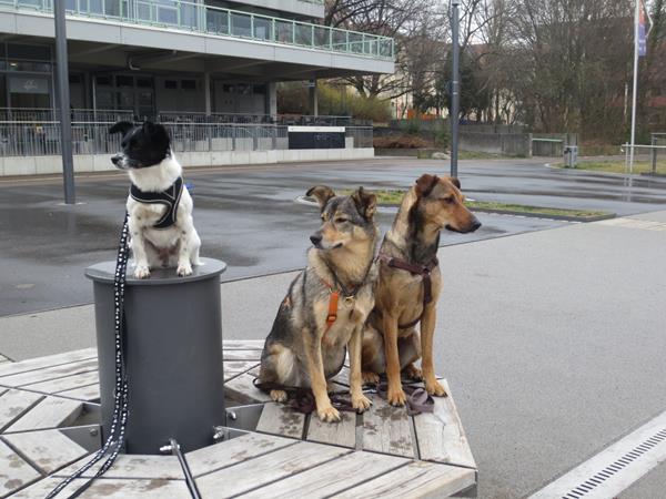 Hunde bei der Sitzübung