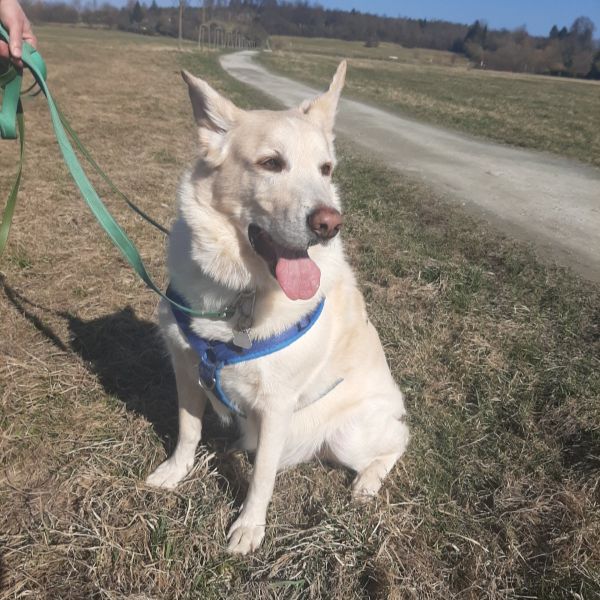 WeisserSchäferhundLeine